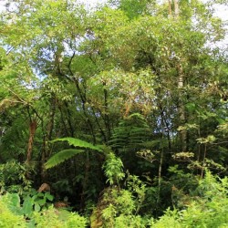 La foresta pluviale