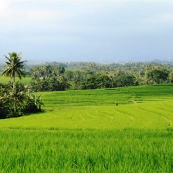 Le terrazze di riso a Bali