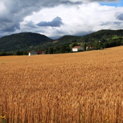 I campi di grano