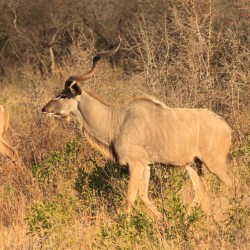 Ecco i kudu