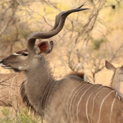 Un bel kudu maschio