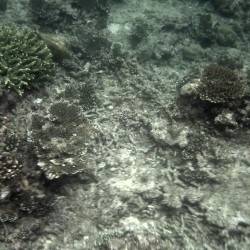 Cimitero di coralli