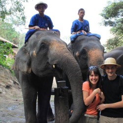 Gli elefanti mettono i cappelli ai turisti