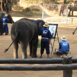 Gli elefanti pitturano