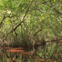 Tra le mangrovie