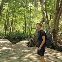 Nel bosco di mangrovie