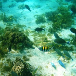 I pesci della barriera corallina