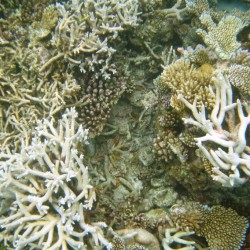 Tanti coralli