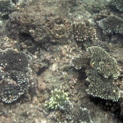 Qualche corallo è sopravvissuto