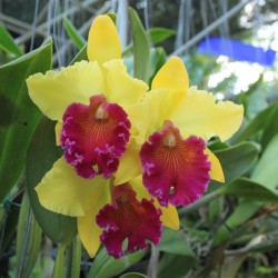 Tante varietà di orchidee
