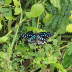 Una bellissima farfalla