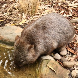 Un wombat