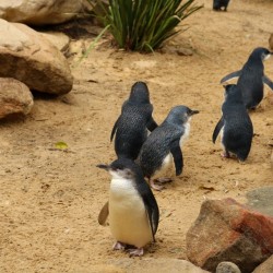 I pinguini