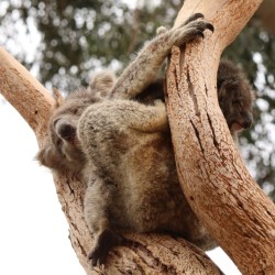 Una mamma koala