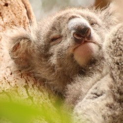 Un altro koala