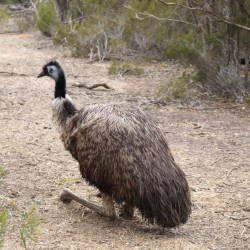 Un emù