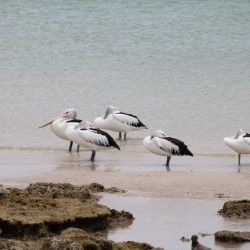 Dei pelicani