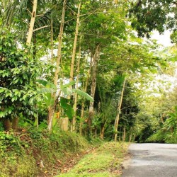La strada nella giungla