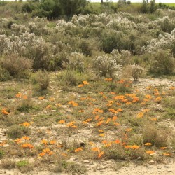 I fiorellini arancioni