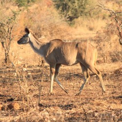 Un kudu femmina