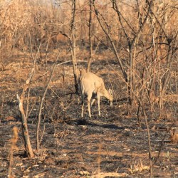 Un'antilope