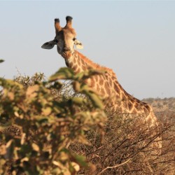 Una giraffa curiosa