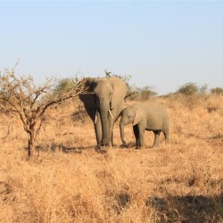 Un elefante con il piccolo