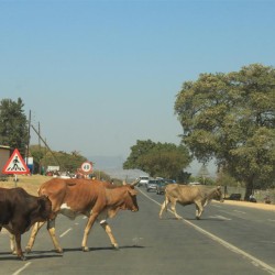 Le mucche sulla strada