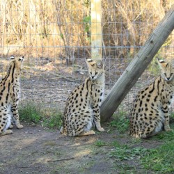 Tre cuccioli di serval