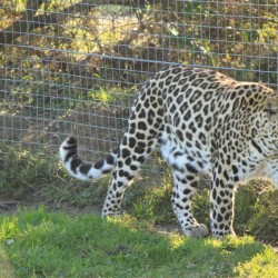 Il leopardo