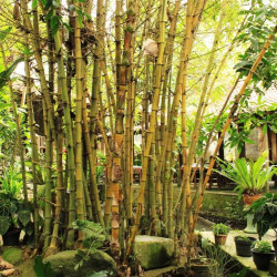Una pianta di bambù