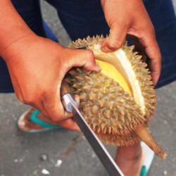 Il Durian è bello giallo
