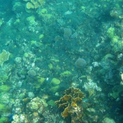 Grande barriera corallina Maya