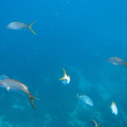 I pesci della barriera corallina