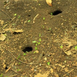 Le formiche tagliafoglie
