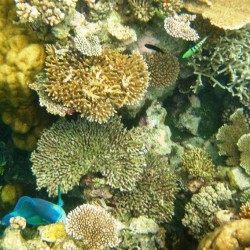 I pesci mangiano i coralli