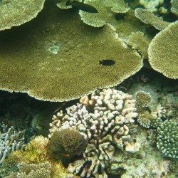 I coralli