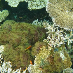 Anemone tra i coralli