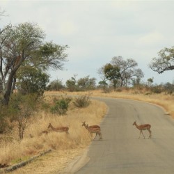 Gli impala attraversano la strada