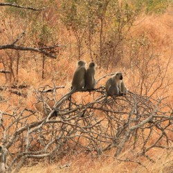 Un gruppo di scimmie