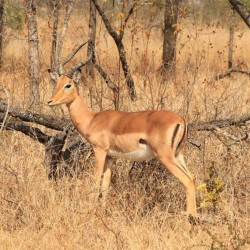 Un altro impala