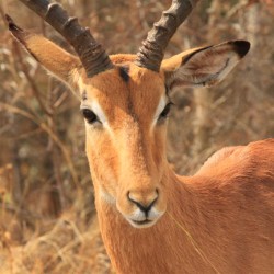 Un impala maschio