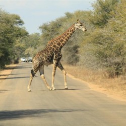 Una giraffa attraversa la strada