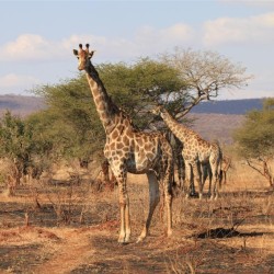 Altre giraffe