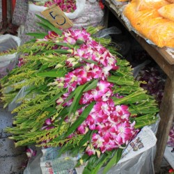 Orchidee e fiori in vendita