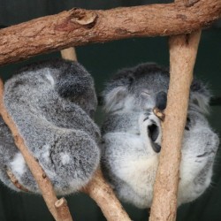 Koala che dormono