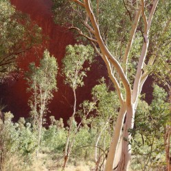 Red gum (eucalipto)