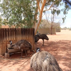 Emu Farm a Erldunda
