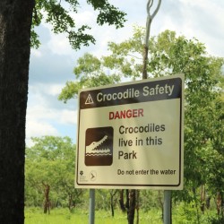 Attenzione ai coccodrilli